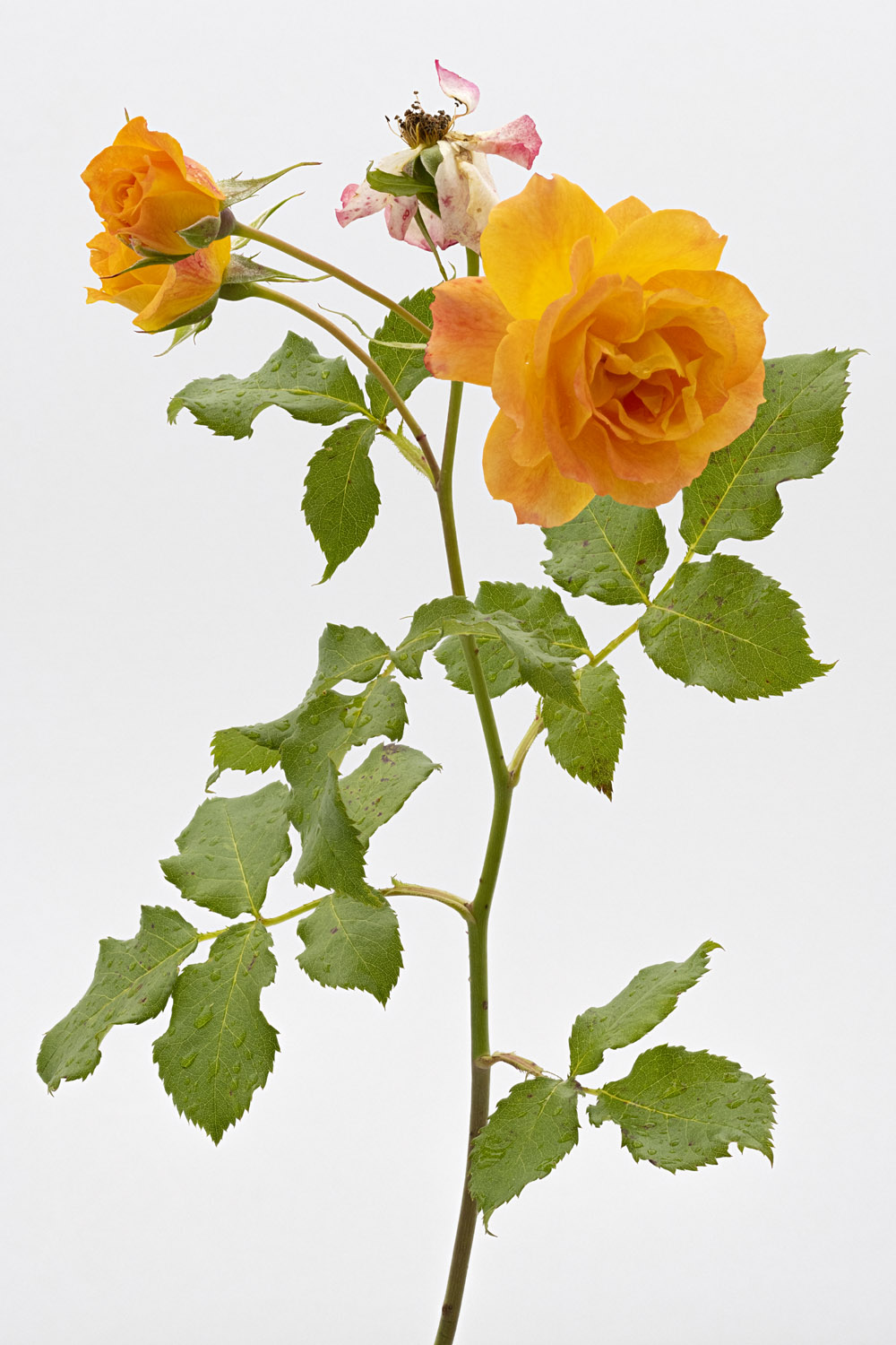 Jardin de Bagatelle #pierrejosephredout&eacute;